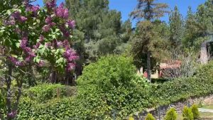 Jardín de La Casa del Silencio con lilas en flor